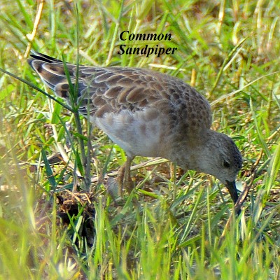 Common Sandpiper